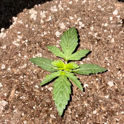 Green Gelato Automatic growlog photo: 2 weeks old today 