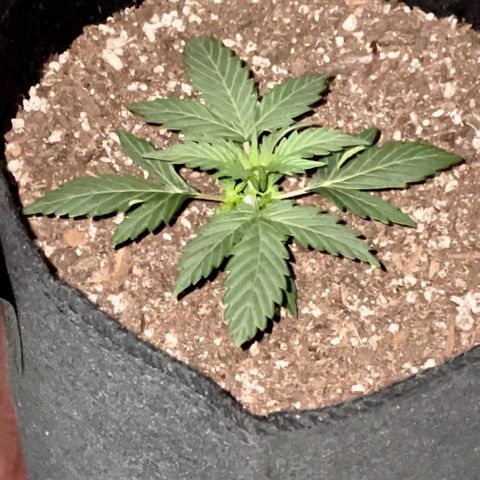 Green Gelato Automatic growlog timeline photo