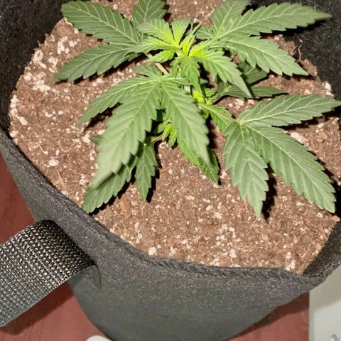 Green Gelato Automatic growlog photo: 3 weeks ago today I planted the seedling. 