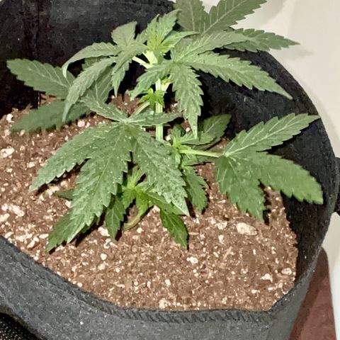 Green Gelato Automatic growlog timeline photo