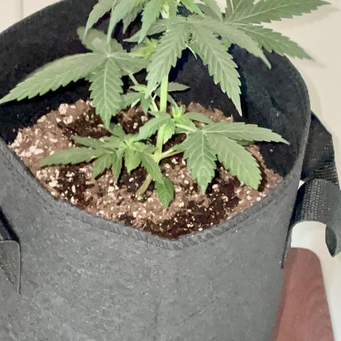 Green Gelato Automatic growlog timeline photo