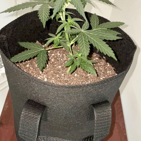 Green Gelato Automatic growlog photo: 4 weeks old today 