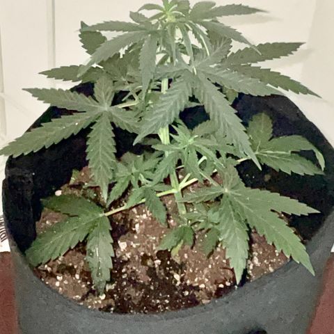 Green Gelato Automatic growlog photo: 5 weeks today