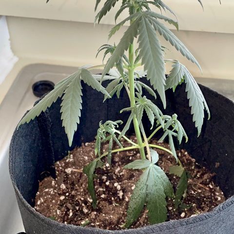 Green Gelato Automatic growlog photo: Droopy underwatered leaves 