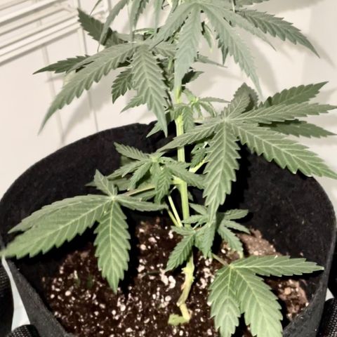 Green Gelato Automatic growlog photo: After watering. Soul was bone dry. 