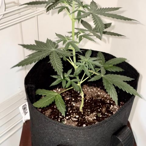 Green Gelato Automatic growlog timeline photo