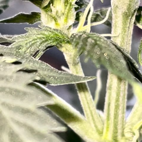Green Gelato Automatic growlog timeline photo