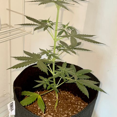 Green Gelato Automatic growlog timeline photo