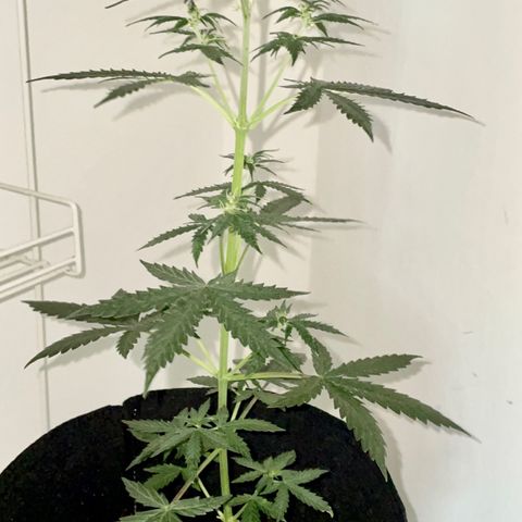 Green Gelato Automatic growlog timeline photo