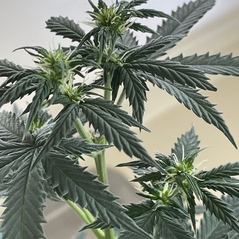 Green Gelato Automatic growlog timeline photo