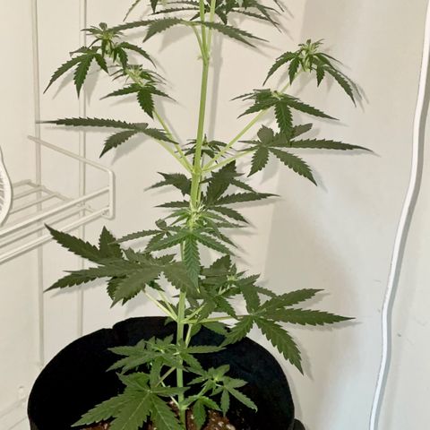 Green Gelato Automatic growlog timeline photo