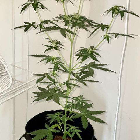 Green Gelato Automatic growlog timeline photo