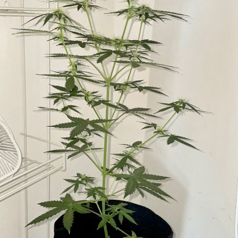 Green Gelato Automatic growlog photo: Officially hit 2 feet tall today 