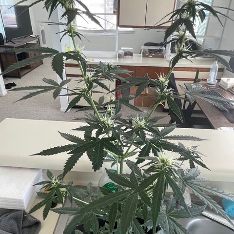 Green Gelato Automatic growlog photo: Officially hit 2 feet tall today 