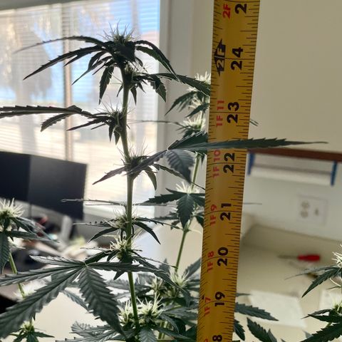 Green Gelato Automatic growlog photo: Officially hit 2 feet tall today 