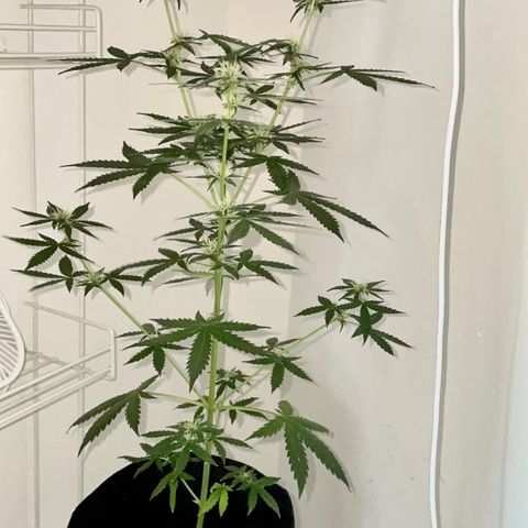 Green Gelato Automatic growlog timeline photo