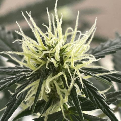 Green Gelato Automatic growlog timeline photo