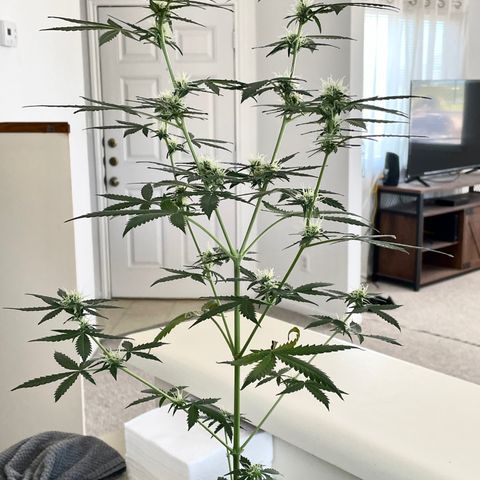 Green Gelato Automatic growlog timeline photo