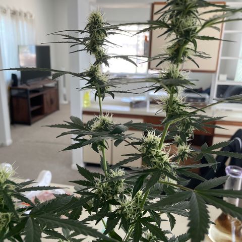 Green Gelato Automatic growlog timeline photo