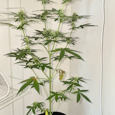 Green Gelato Automatic growlog timeline photo