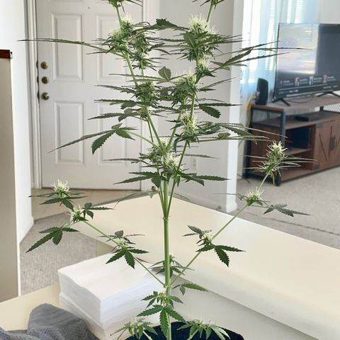 Green Gelato Automatic growlog timeline photo