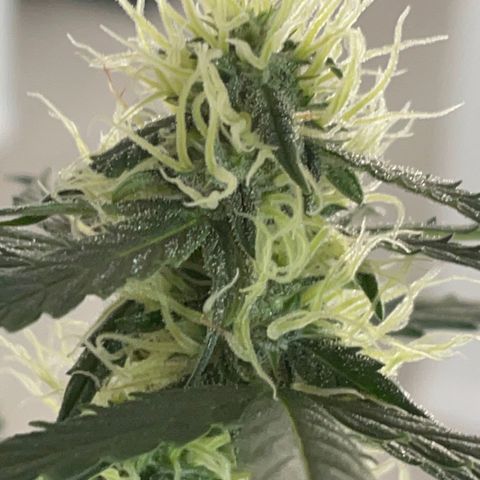 Green Gelato Automatic growlog timeline photo