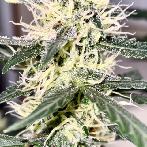Green Gelato Automatic growlog timeline photo