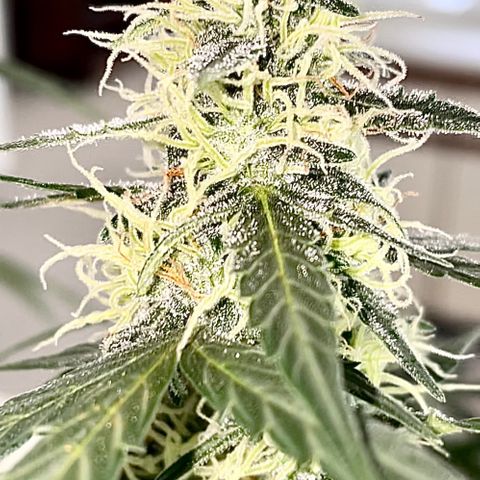 Green Gelato Automatic growlog timeline photo