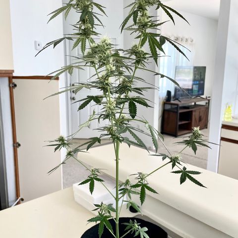 Green Gelato Automatic growlog timeline photo