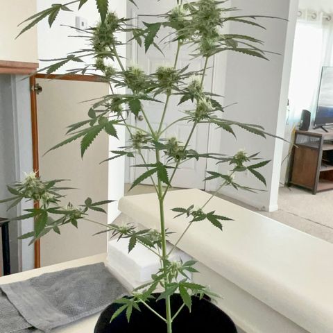 Green Gelato Automatic growlog photo: No idea what the yellow spots are, but I held off bites this watering, and raised lights. 