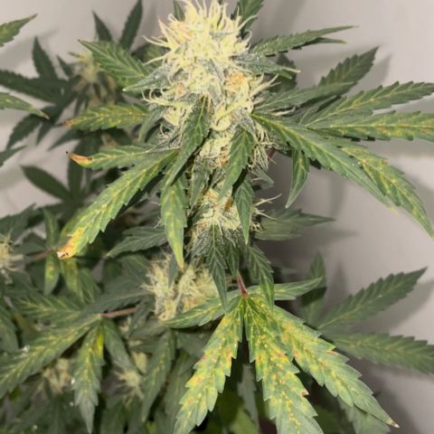 Green Gelato Automatic growlog photo: Nutrient burn 