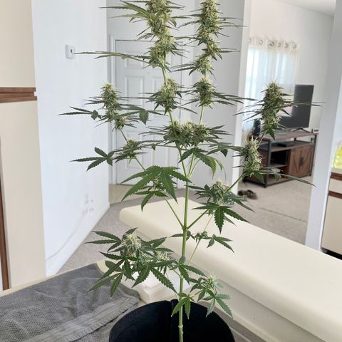 Green Gelato Automatic growlog timeline photo
