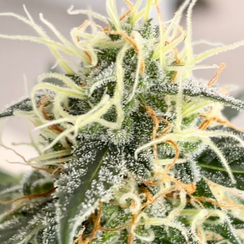 Green Gelato Automatic growlog timeline photo
