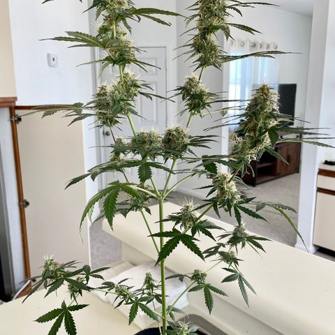 Green Gelato Automatic growlog timeline photo