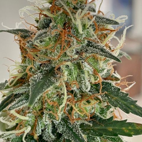 Green Gelato Automatic growlog timeline photo