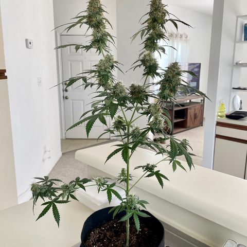 Green Gelato Automatic growlog timeline photo