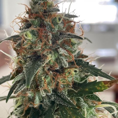 Green Gelato Automatic growlog photo: A week before harvest 
