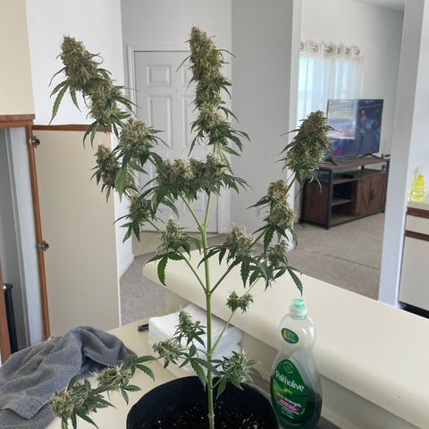 Green Gelato Automatic growlog timeline photo