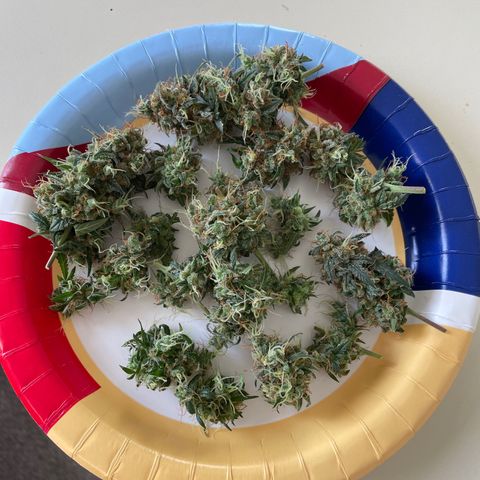 Green Gelato Automatic growlog photo: Harvested 2.91 Oz wet trim