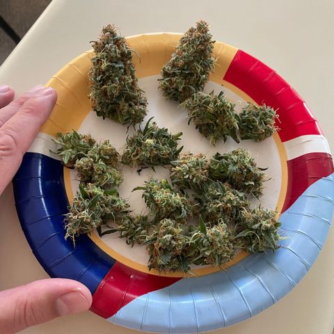 Green Gelato Automatic growlog photo: Harvested 2.91 Oz wet trim