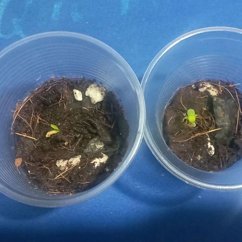 008 Karen growlog photo: El jueves 8 de diciembre empezo la etapa de plantula y se pudo evidenciar los cotiledones 