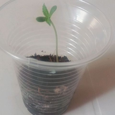008 Karen growlog photo: Domingo 11 de diciembre , se logro evidenciar las dos primeras hojas verdaderas que ya muestran los lobulos tipicos de la hoja de Cannabis