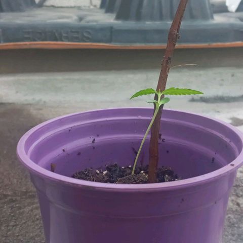008 Karen growlog photo: Foto del 17de diciembre, donde se desinfecto la tierra y se procedio al transplante