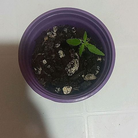 008 Karen growlog photo: Segundo par de hojas, donde la planta mide 8cm 