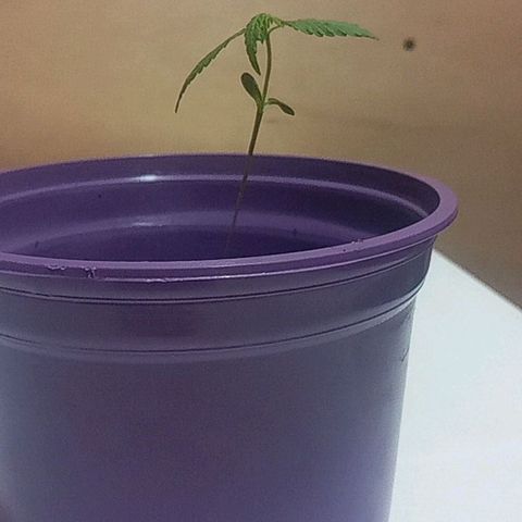 008 Karen growlog photo: Segundo par de hojas, donde la planta mide 8cm 