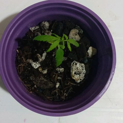 008 Karen growlog photo: Se observo el tercer para de hojas 