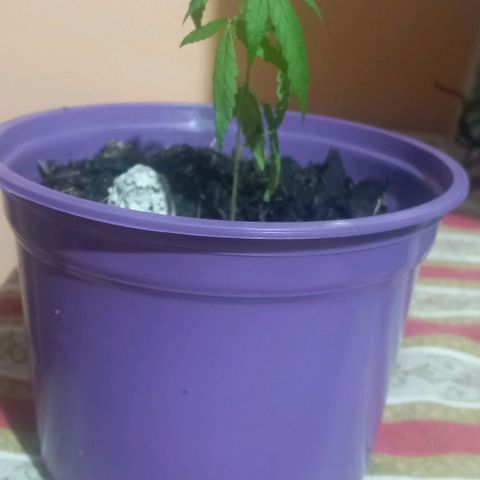 008 Karen growlog photo: La planta mide 9,4 cm y la hoja mide 2,5 cm
