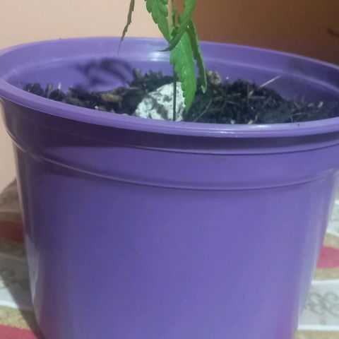 008 Karen growlog photo: La planta mide 9,4 cm y la hoja mide 2,5 cm