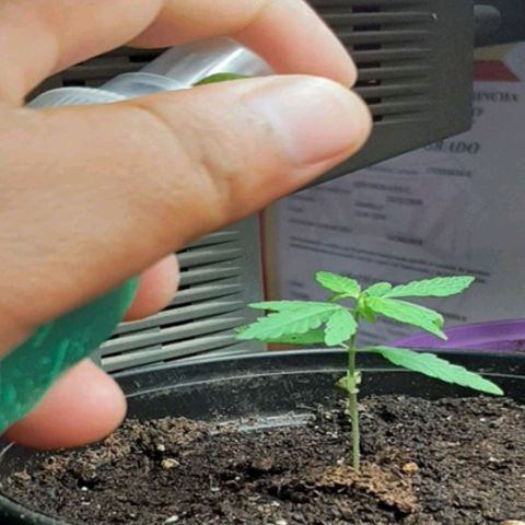 008 Karen growlog photo: Aplicacion de Purin de ortiga ( repelente)
