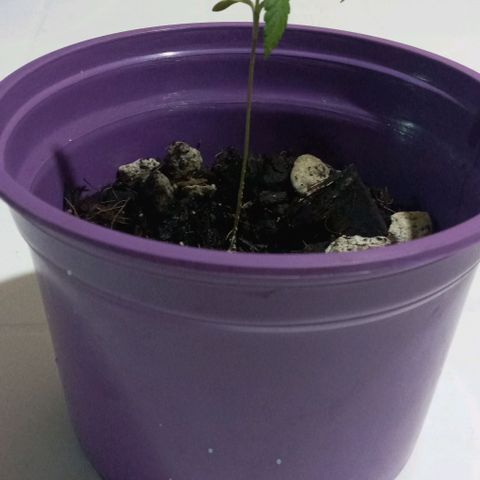 008 Karen growlog photo: La planta mide 9,2 cm , hoja 2cm